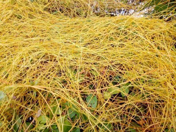 爬山虎|救命！入侵植物爬进院子，三年都杀不完！