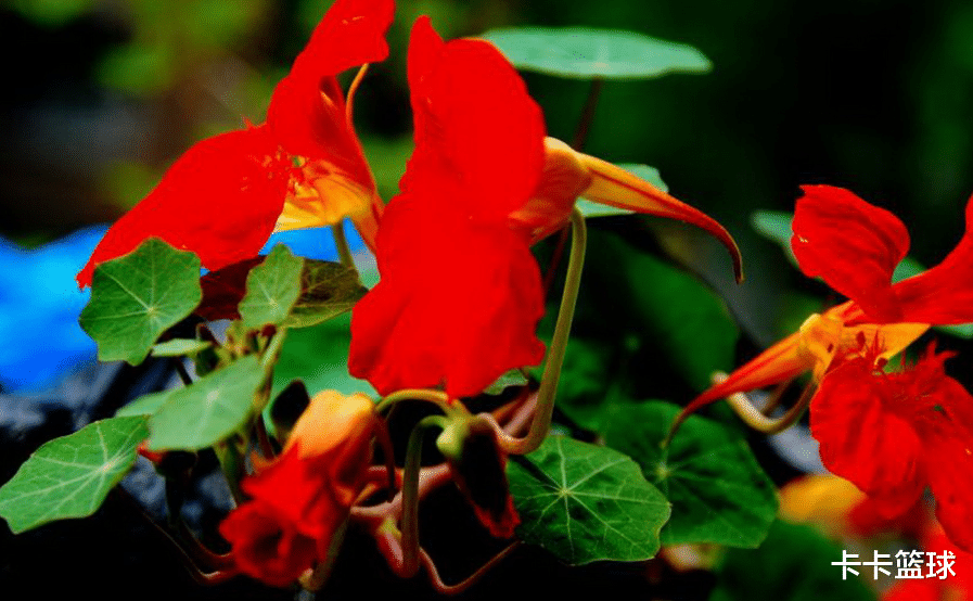 生肖|有气质，天生就有天赋，得天独厚的生肖