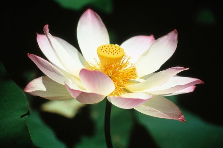 生肖@6月26.27号,大运难挡,日进斗金,人生好命的生肖