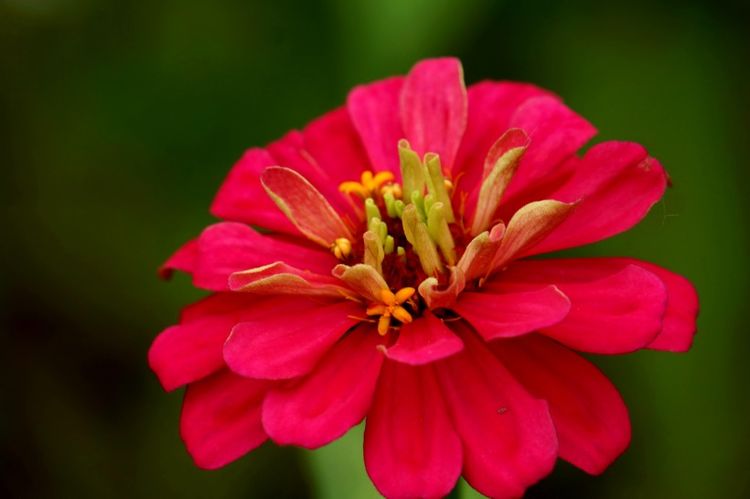 金牛座|下个月，缘分与桃花彼此满意，爱情来到身边的四大生肖！