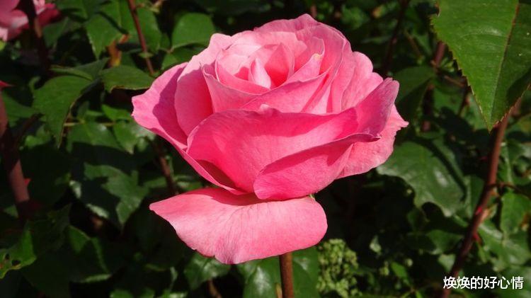 天蝎座|九月起，深情专一、一生只有一次真爱，遇到不要错过的四大星座