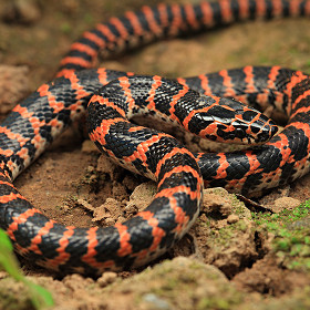 毒蛇|蛇的寿命有多长？