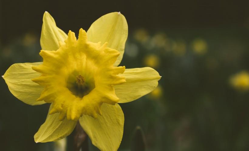 狮子座|11月中旬，秋收绚丽，喜遇良缘，从萍水相逢到共结连理的4星座