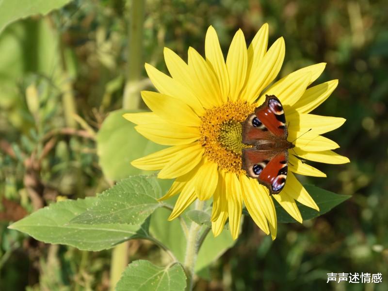 『生肖』7月后，4生肖，桃花泛滥，月老千里牵姻缘，爱意燃烧