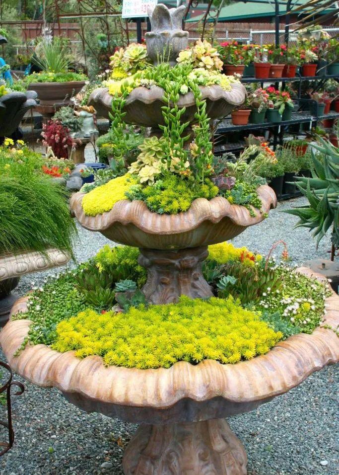 「多肉植物」7个非常棒的庭院园艺创意，让你的养花生活更加精彩