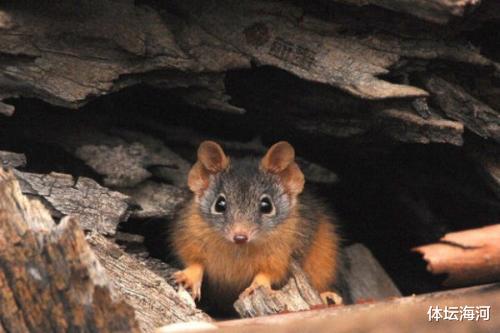 后代|这种动物为交配而生，最长交配时间可达14小时，直到死才会停止