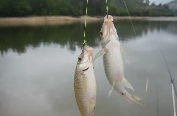 「」钓鱼时,老钓友常用这3种方式“诱鱼”,每次都能钓满渔护