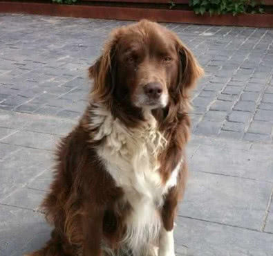 见爱车被狗啃，当下要把边牧送人，狗子反应让人泪目