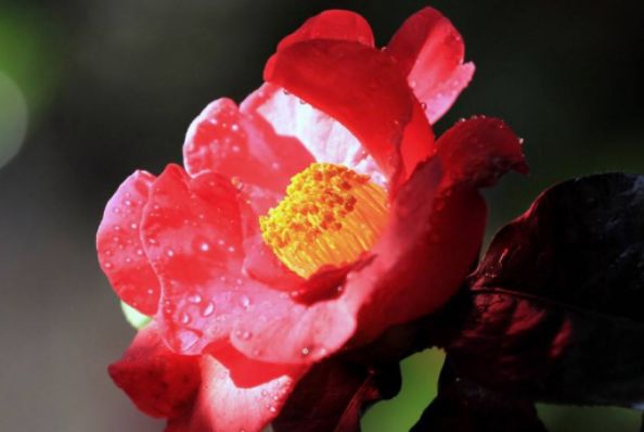 生肖|在9月份，财运爆棚，钱财大旺，财源广进的4大生肖