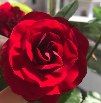 「处女座」3月底,姻缘至,爱情一波三折,真情不忘初心,期盼旧情卷土重来