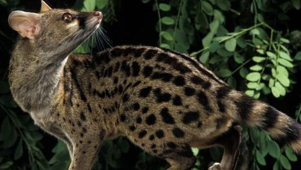 基因|世上“最持久”的动物,交配一次可持续约8个小时,跟猫差不多大