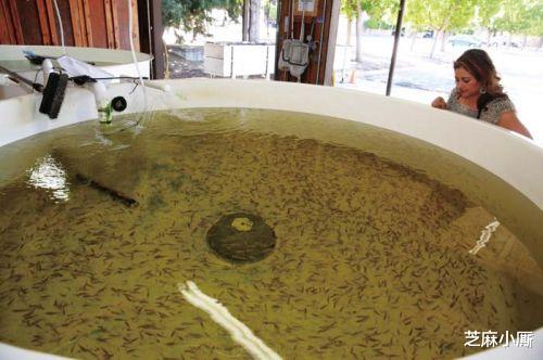 「台湾」因灭蚊引进的“大肚鱼”,如今已在中国泛滥,吃货都拿它毫无办法