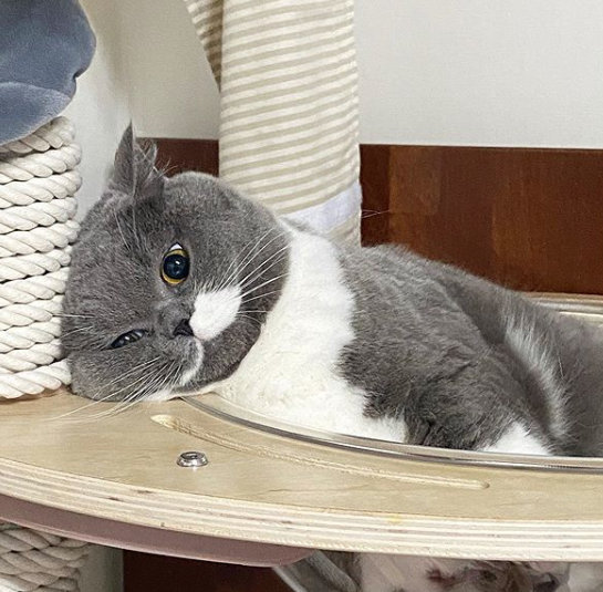 小长假需要外出的话猫咪怎么办？你需要的猫咪寄养手册来了