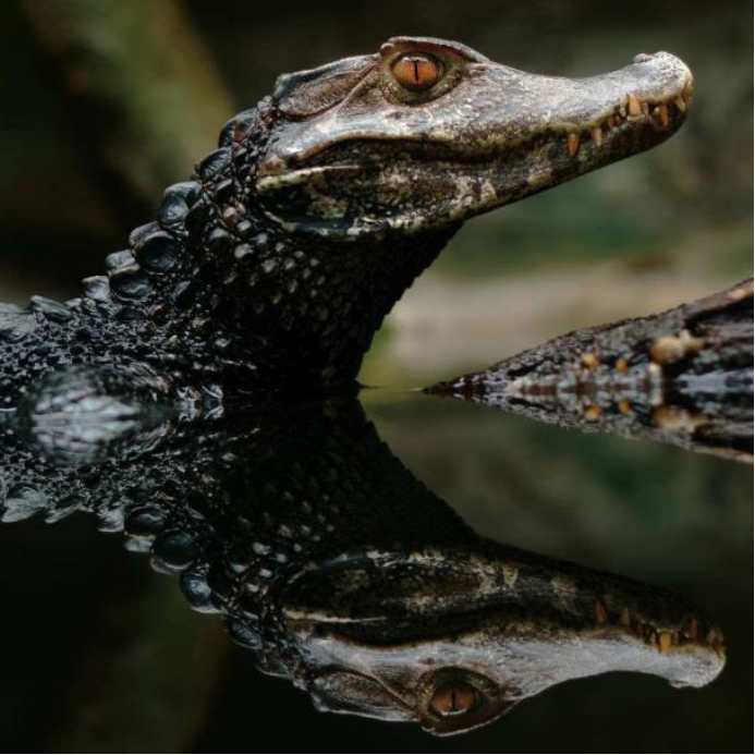 水蚺|亚马逊为什么是人类禁区，这6种生物就算有现代武器也不是对手