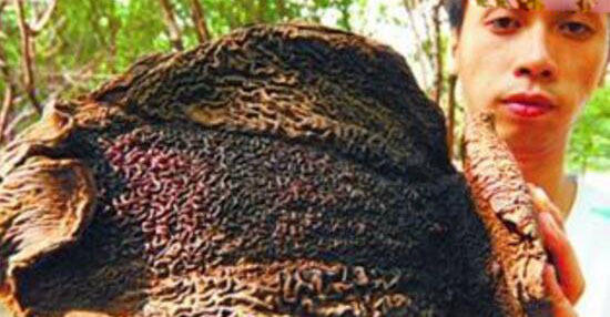 「西双版纳」西双版纳的神秘怪物：吸血毯，外形似一张“毛毯”，专门缠人