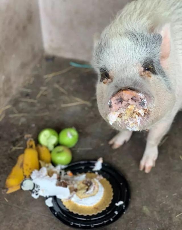 爱猪突然失踪，主人焦急寻找：好怕它变成人家的新年大餐！