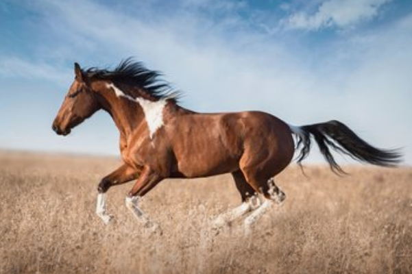 运势|以下4个生肖，10月喜获大丰收，家里添丁添财添福运！