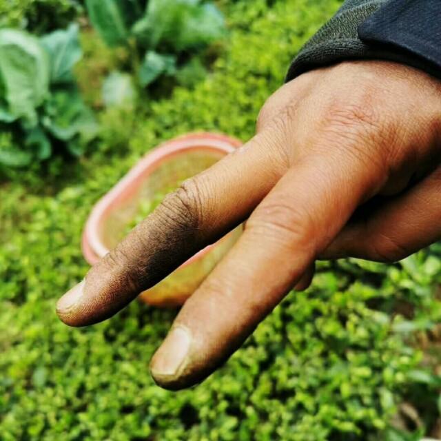 @[献给“茶农”康少兄]饮茶与钓鱼