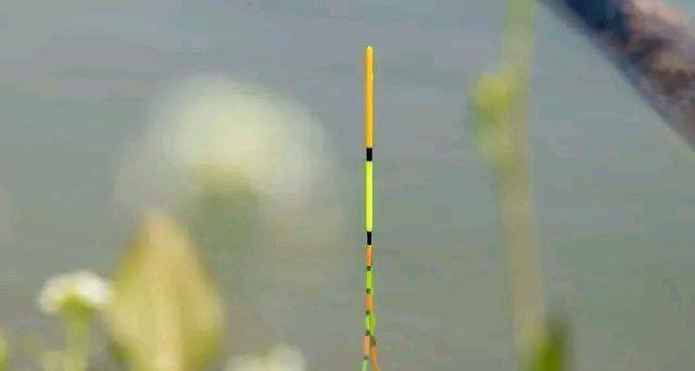 植物|野钓鲫鱼：为何全是送漂，黑漂和钝口很少？道理很简单！