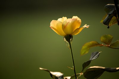 生肖|明天起时来运转的3生肖，“大囍”临门，聚财如雨，身价一涨再涨