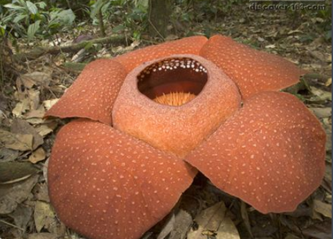 [西双版纳]一叶王莲做轻舟！云南西双版纳王莲竟可以托起傣族成年美女（图）