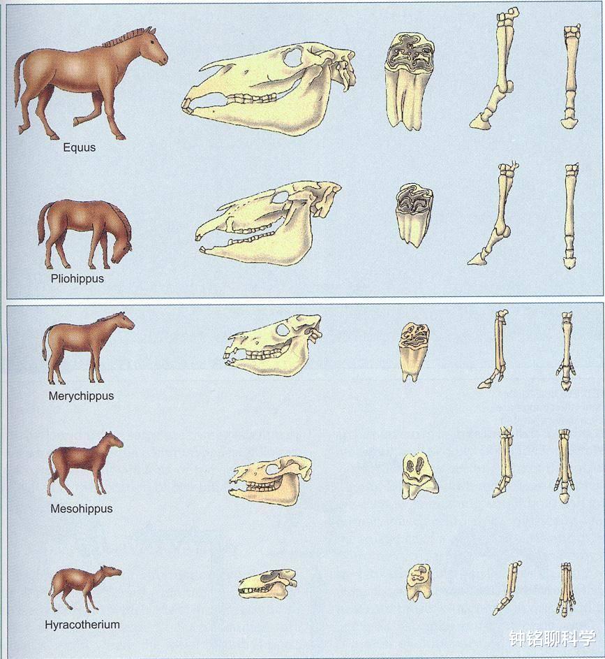 哺乳动物|为什么马需要钉马掌,而牛不需要?