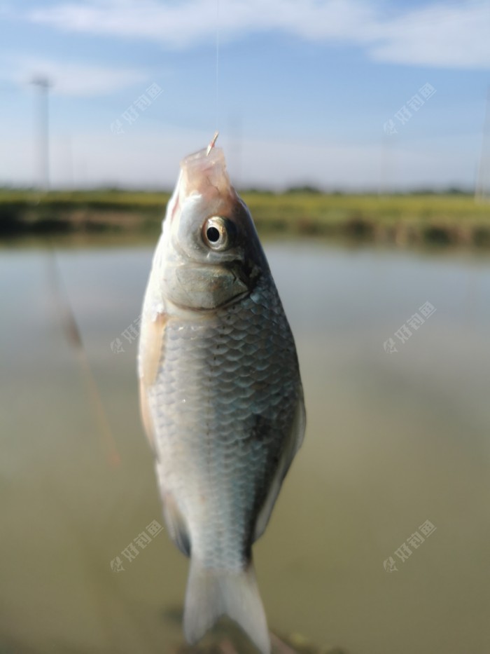 |秋意渐浓，在秋风中享受垂钓的快乐