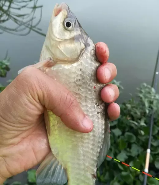 「南淝河」详解调高钓低之饵重的重要性，看懂这些，一定鱼获满满！