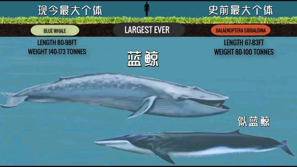 @古今各动物科最大生物对比