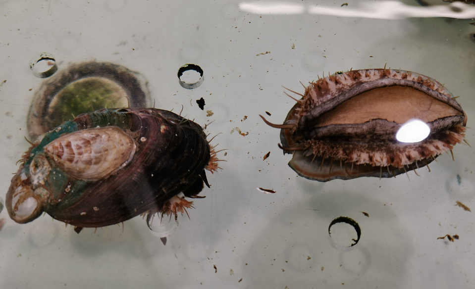 #果汁#第一次吃鲍鱼时，服务员问你要几头，网友：不会回答可真是丢脸