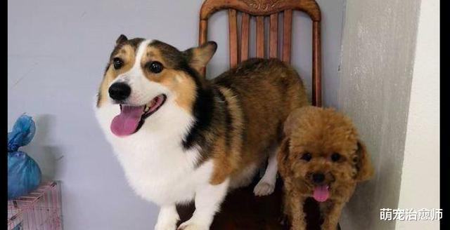 柯基吵架吵不过泰迪，气得用屁股去打对方，柯基：继续和我吵啊！