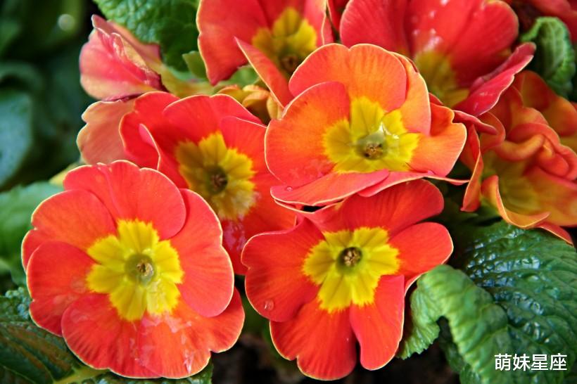 狮子|11月初，桃花运大爆发的4大星座，良缘佳配到，有望结成好姻缘！