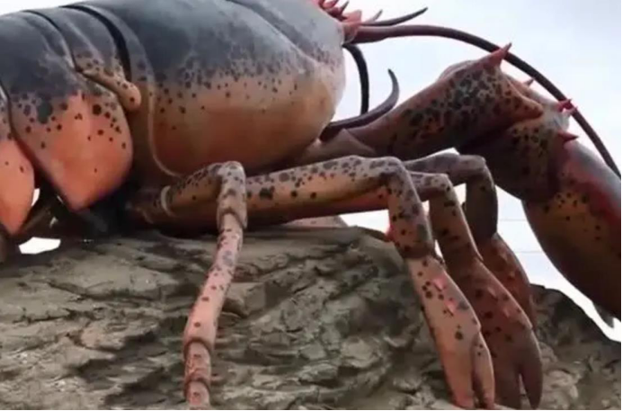 |活了140岁的龙虾长啥样?直接被赐“免死金牌”,只能看不能吃