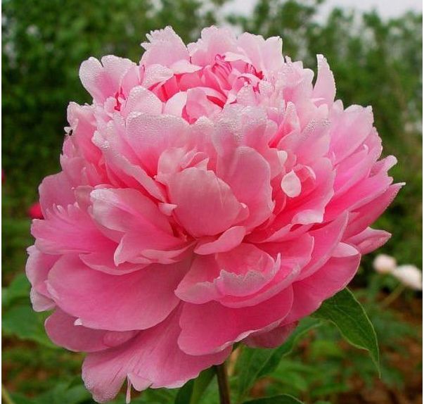 生肖|9月份运势冲天，八方财宝进家门，贵人相助财运旺的3生肖！