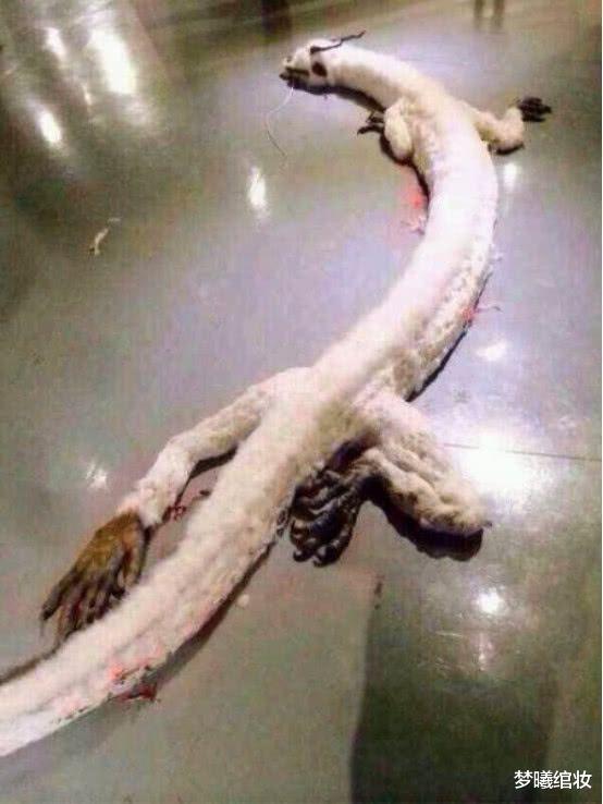 考古学家|考古学家找到龙的原型，它们或是地球上的一种水生爬行动物