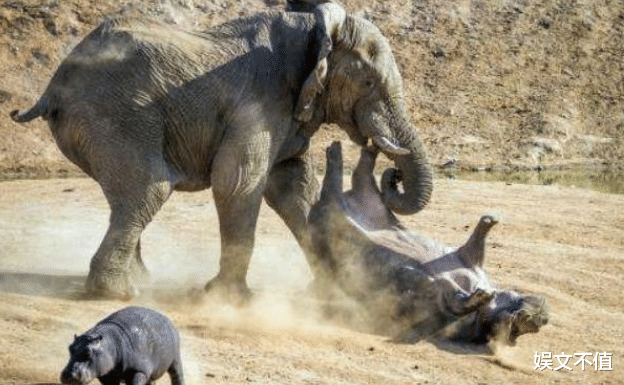 大象|大象是陆地上体型最大的动物，战斗力有多恐怖呢？