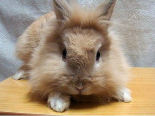 狮子兔: 小巧的身子，雄狮的毛