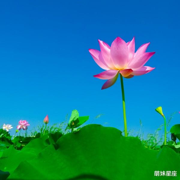 生肖|11月中旬，浮世年华，良缘乘风，4大星座不负深情，两两相望