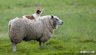 『无性繁殖』无性繁殖如此简单,为什么动物还会选择交配繁衍