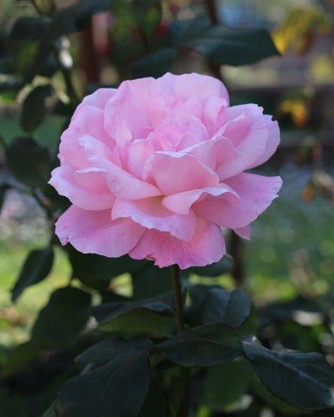 生肖|8月中旬,感情越来越顺的四个生肖,收获好爱情,恭喜能脱单