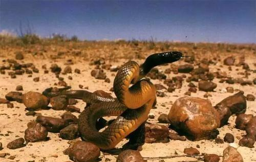 「海蛇」别再吹海蛇了，世界上最毒的蛇不是海蛇，陆地蛇比海蛇毒多了