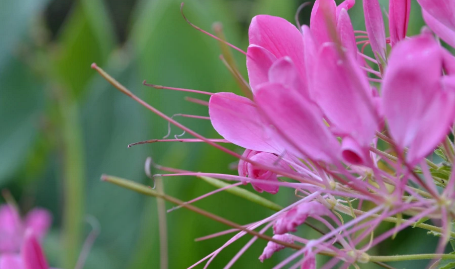 #生肖#十二生肖中,六月底起财入家门,桃花随处可见,无比幸福的3生肖