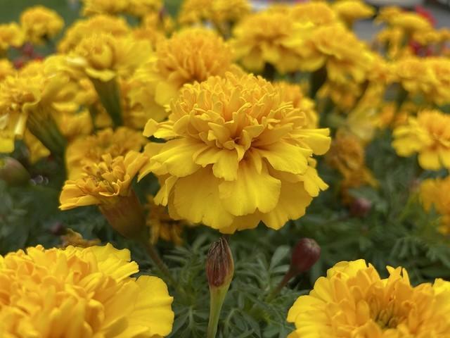 iphone12|最全iPhone 12/12 Pro全面评测 看我一篇就够了