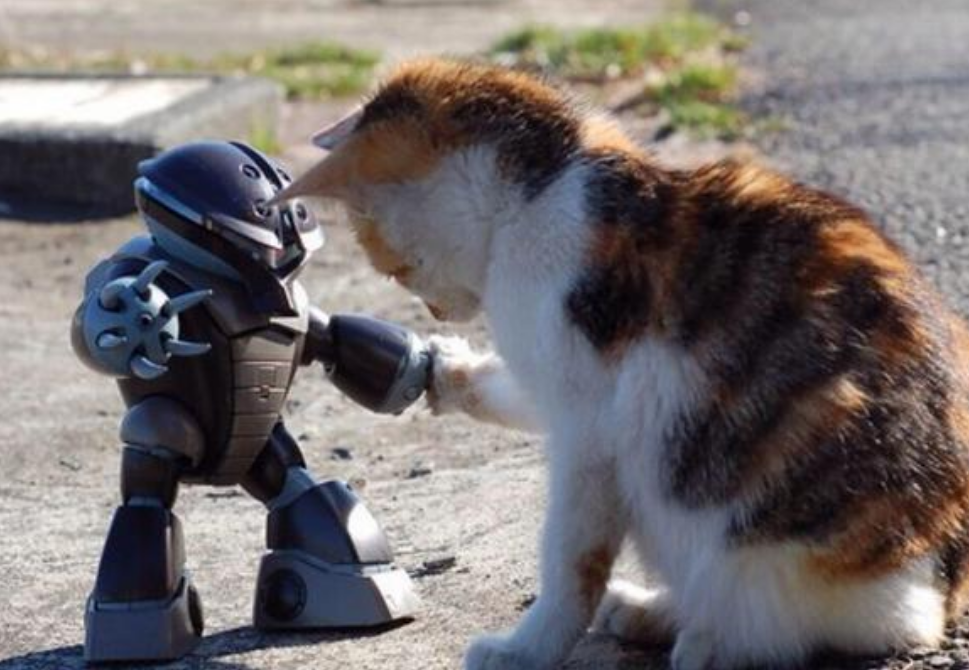 千万别惹会“猫拳”的猫，你会被打，即使你不怂，也别惹这4类猫