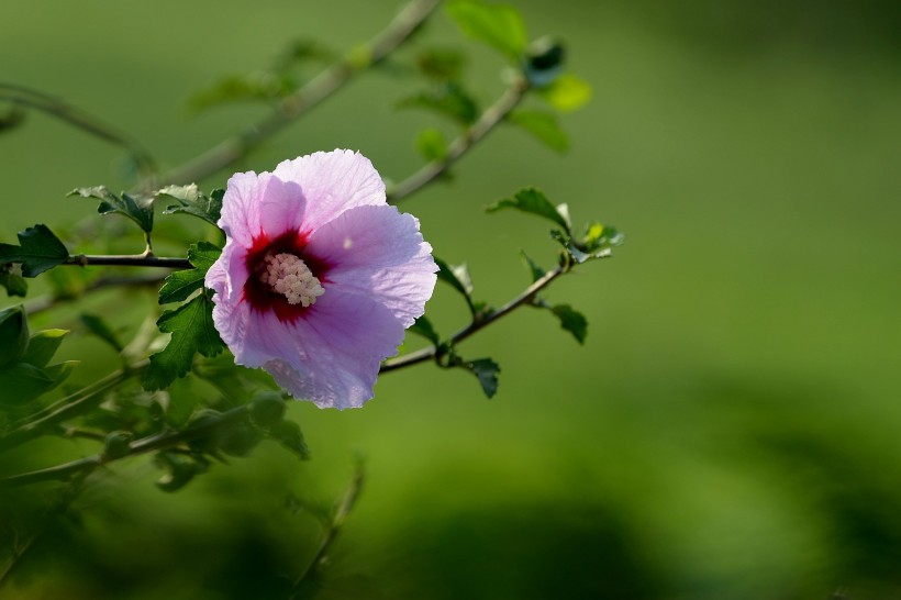 生肖@本周过后，最旺桃花运，姻缘好感情顺，相亲相爱的四大生肖