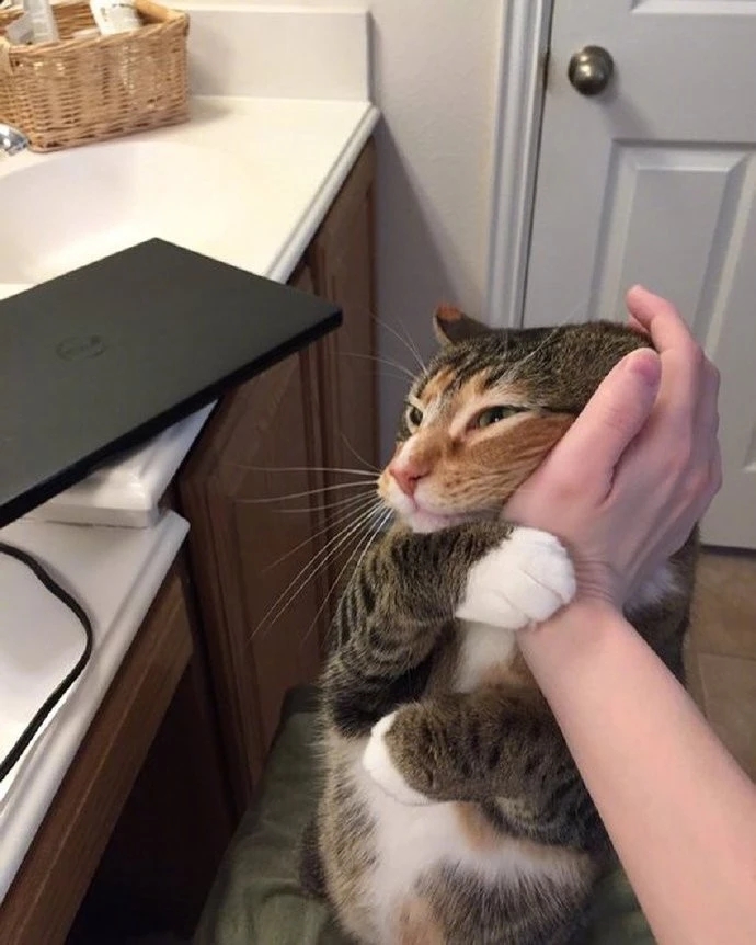一只主动求摸脸的猫咪，我怎么就没有呢，羡慕~