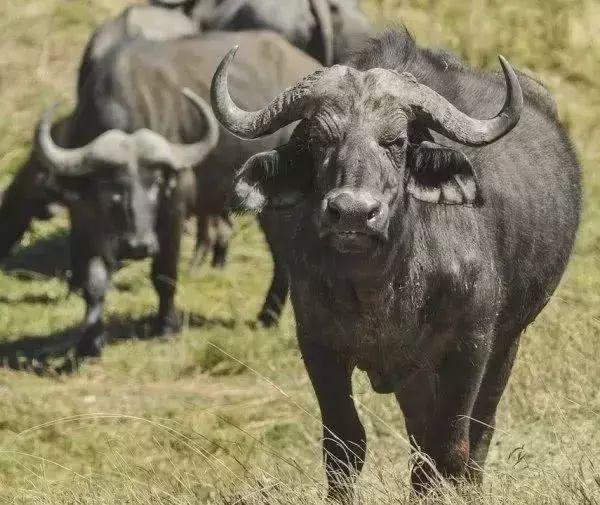 |世上杀人最多的25种动物, 第一名绝对会让你感到意外!