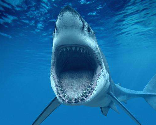 『梅尔维尔鲸』史前巨兽的对决，利维坦鲸对战巨齿鲨，最终获胜的一定是巨齿鲨，原因很简单！