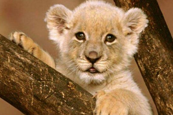 『电影霸主』地球会不会进化出人类天敌？曾经有过！人类地位受到威胁