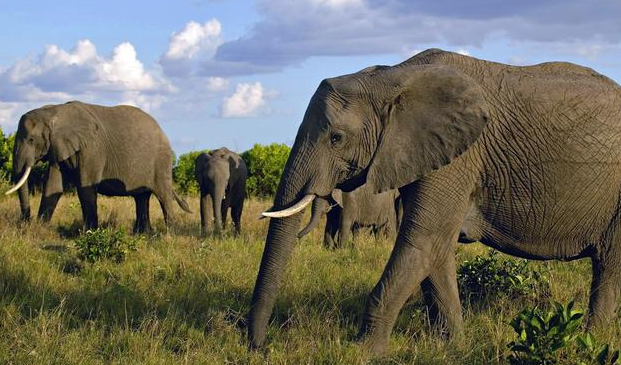 大象在生态系统中扮演了这样的角色。